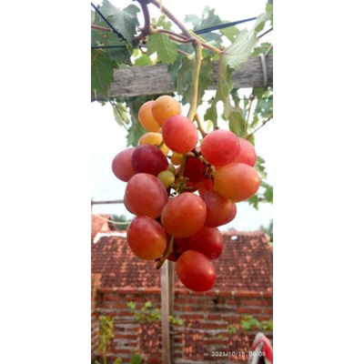 bibit anggur import merah/anggur everest/ANGGUR MERAH