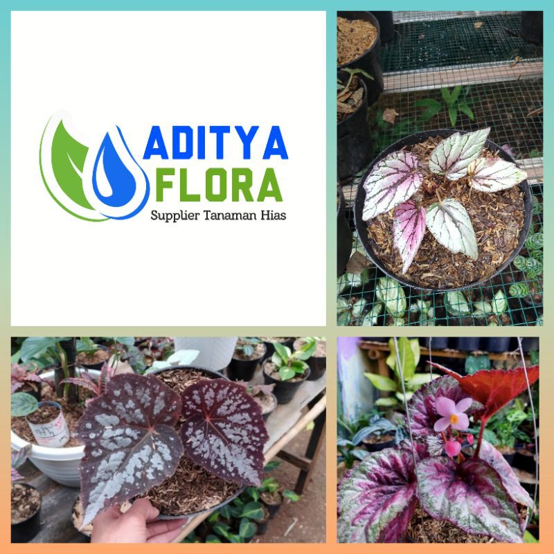 PAKET 3 tanaman hias begonia