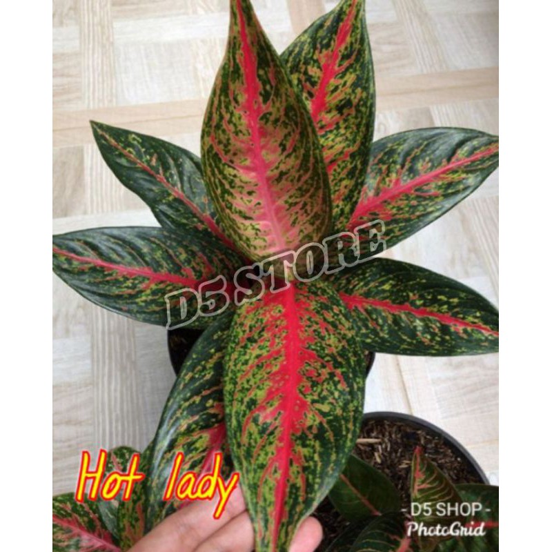 Aglonema hot lady berkwalitas pusat aglonema