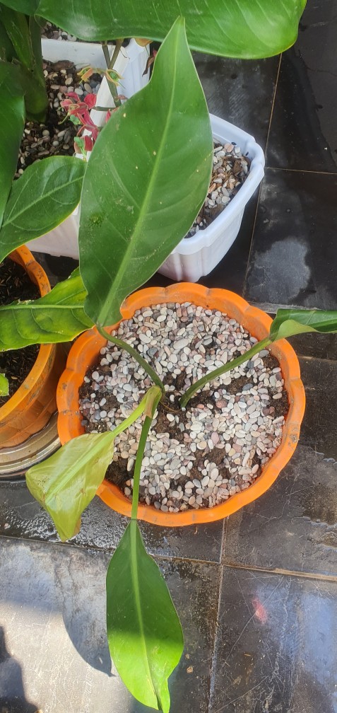 Philodendron Litle Phil Philodendron Karet Pilo Daun Lebar