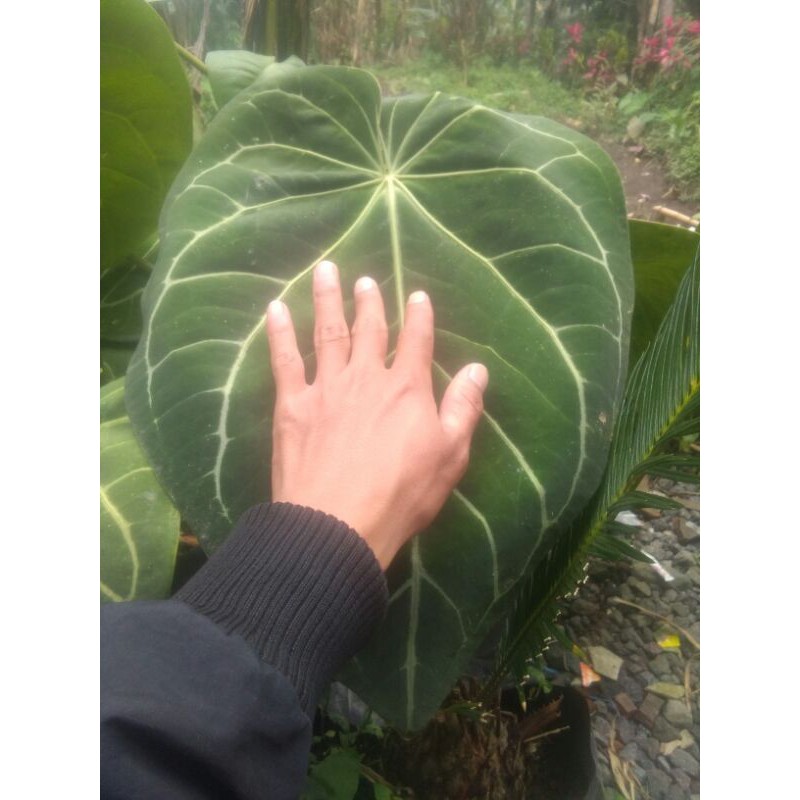 Anthurium Kuping Gajah Jumbo