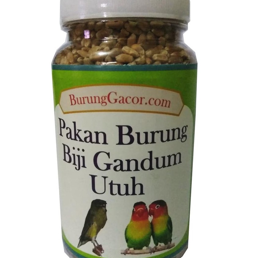 PAKAN BURUNG BIJI GANDUM UTUH UNTUK LOVEBIRD KENARI PERKUTUT MERPATI~< READYSTOCKKK >~