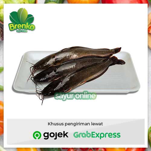 

Ikan lele segar