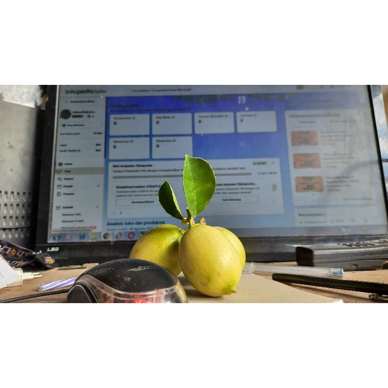 

Lemon harga perbiji