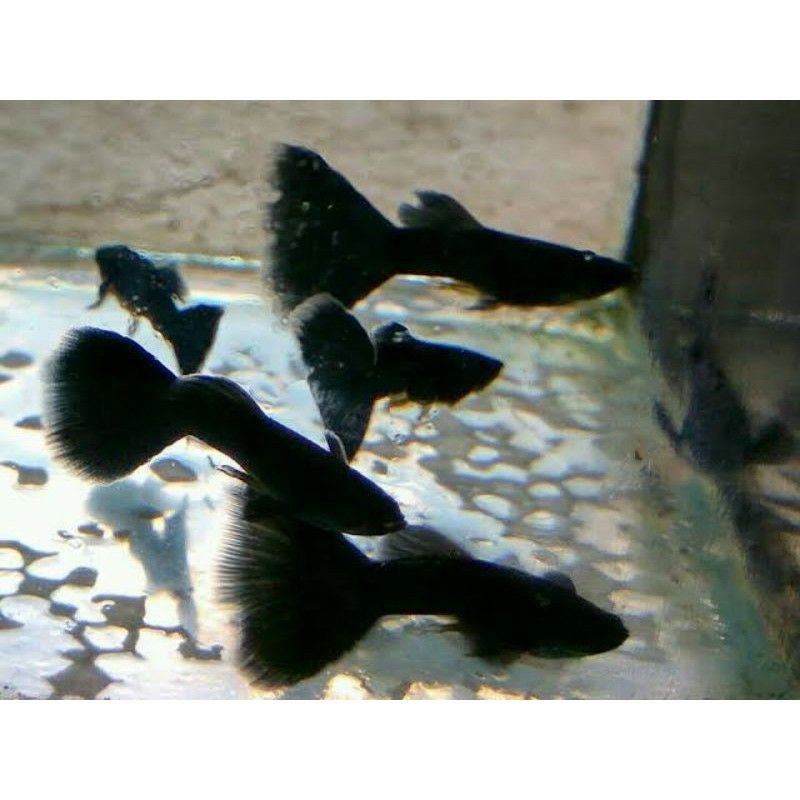 ikan guppy black moscow sepasang