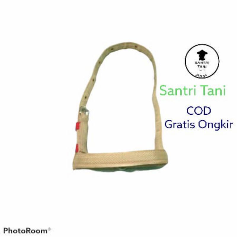 Tali Keluh Sapi Remaja | Sapi Kalung Brangus | Tambang Tuntunan Kerbau