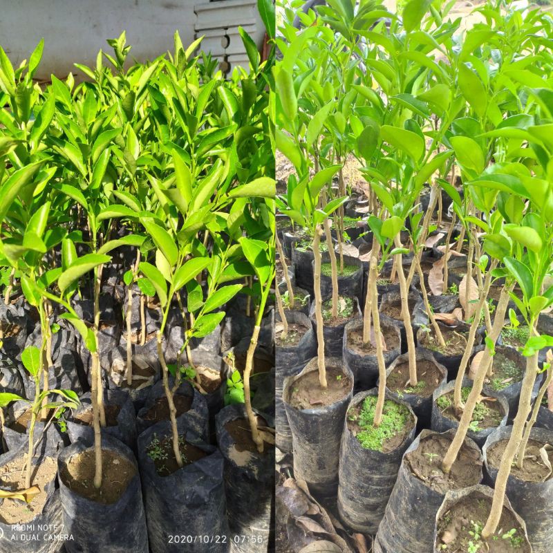 

paket hemat santang madu&keprok siem madu