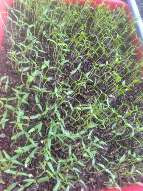 Isi 5 Gram Bibit Cabe Rawit Canon | Benih Cabe Rawit | Bibit Cabe | Bibit Unggul