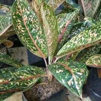 Tanaman Hias Aglonema Donacarmen - aglonema Donacarmen