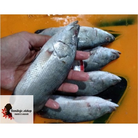 

termurah ikan kakap putih segar 1kg