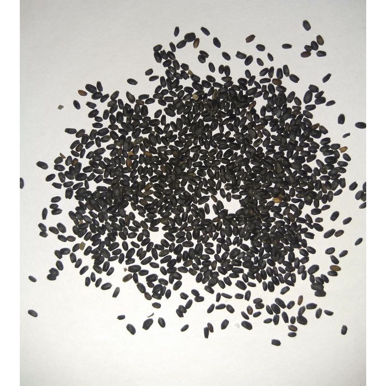 Jual benih bibit biji kemangi Diskon