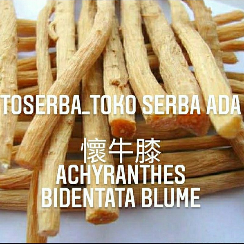 

100gr Herbal Huai Niu Xi 懷牛膝 Achyranthes Bidentata Blume / Achyranthes Root / Radix Achyranthis Bidentatae