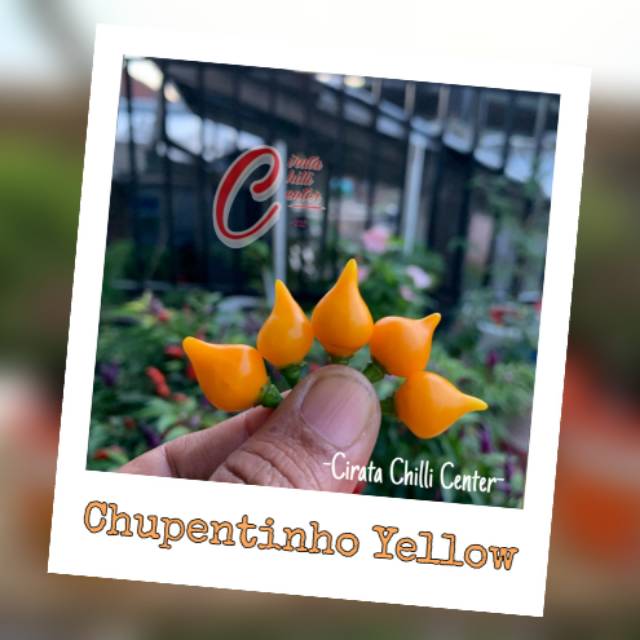 

Biji / Buah CHUPETINHO YELLOW