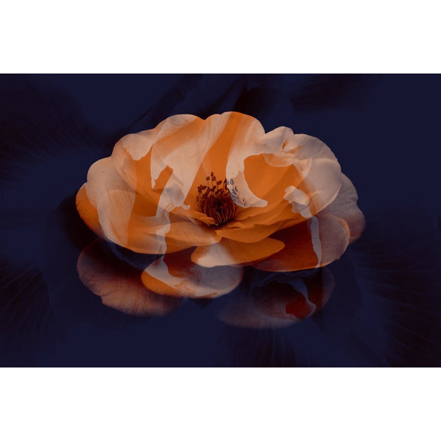 Elegant Flower Brushes  - Photoshop