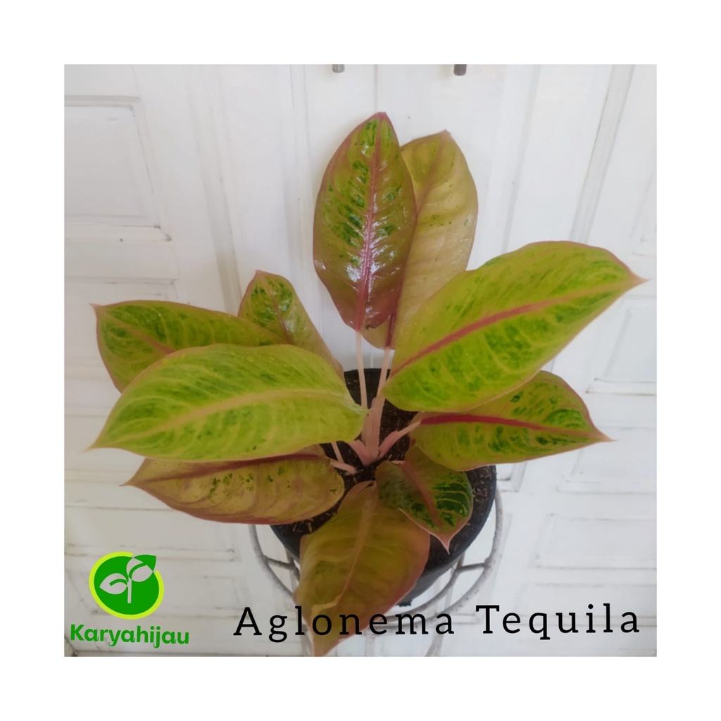 Tanaman Hias Indoor Aglonema Tequila