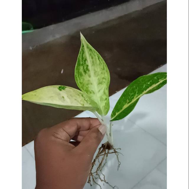 bunga aglonema big Roy putih/white big Roy super/bigroy