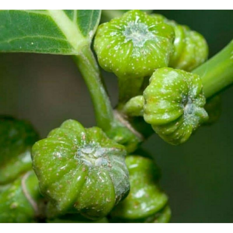 

BUAH DAUN AWAR AWAR SEGAR LANGSUNG PETIK