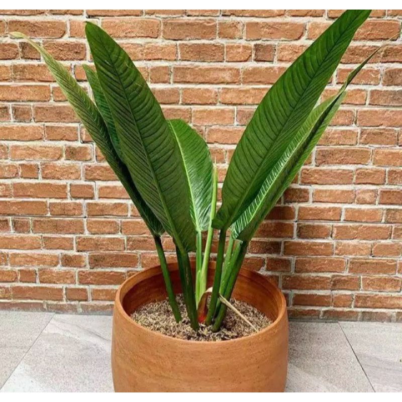Tanaman hias philodendron lynette tanaman indoor linet