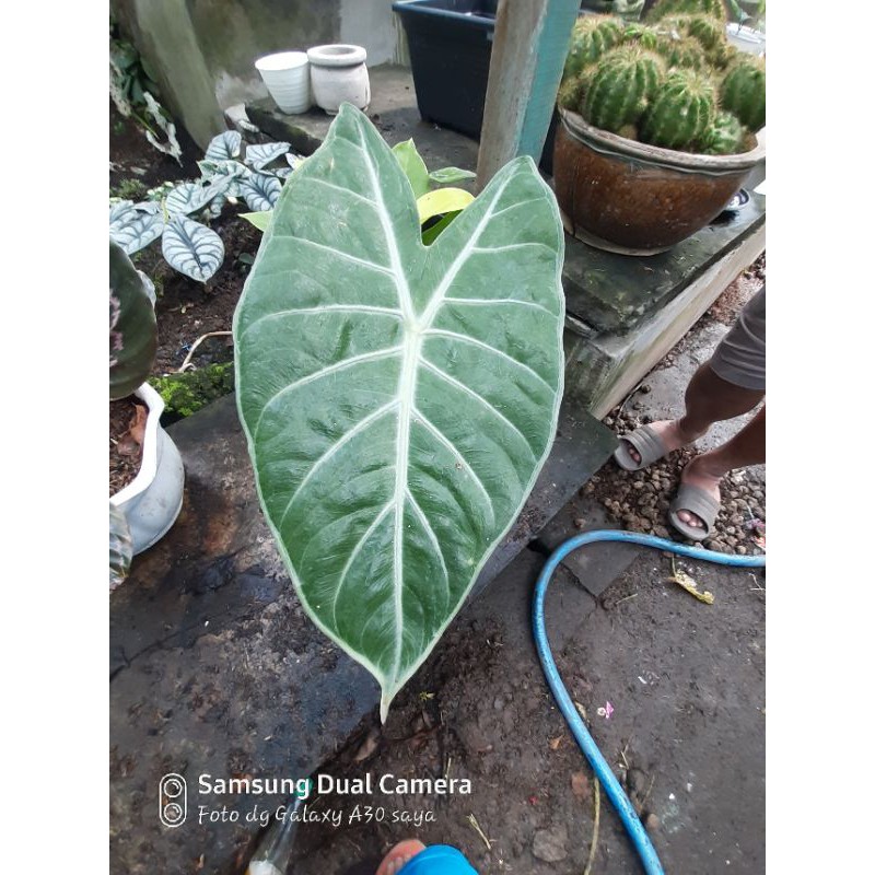 alocasia longiloba