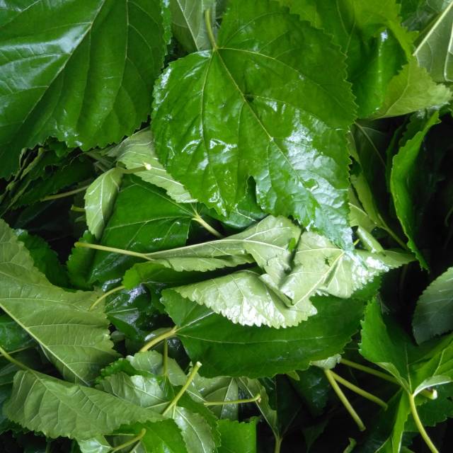 

Daun murbey segar/herbal