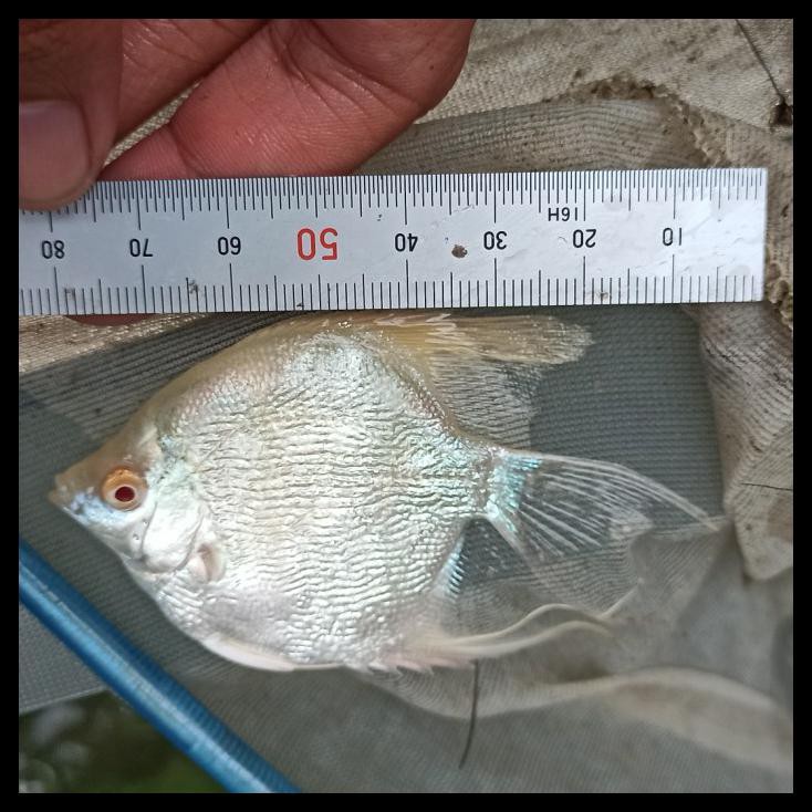 PROMO Ikan Manfish Platinum Red Eye