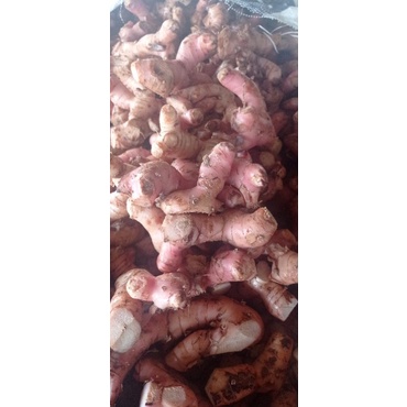 

lengkuas laos laja 500gr