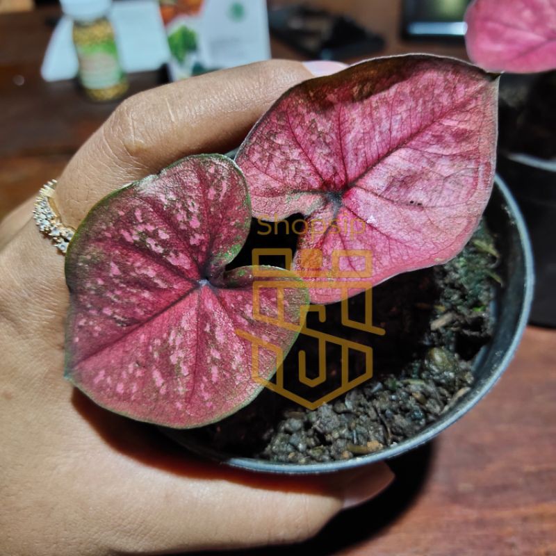 Caladium Red Dragon