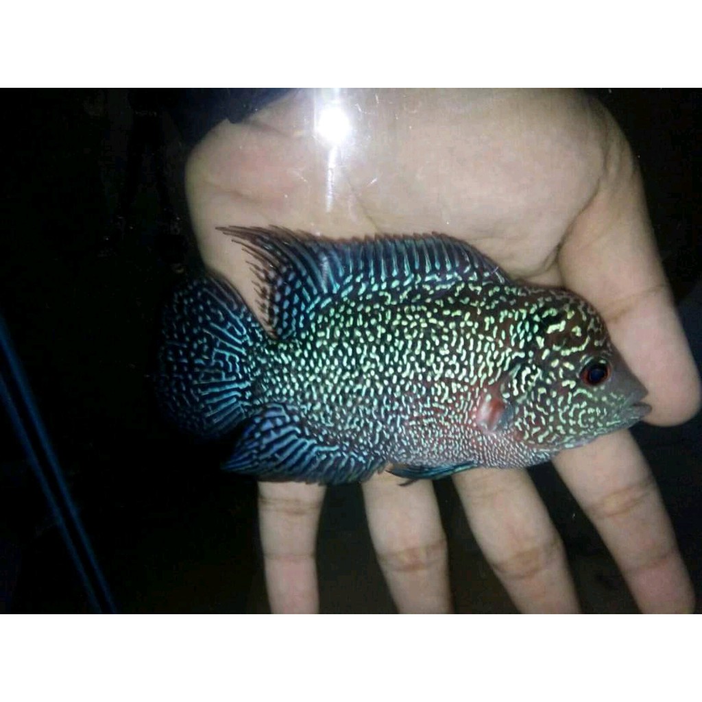 ikan louhan cencu size 5/6/7 cm.