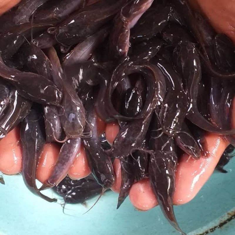 bibit ikan lele ukuran 10 - 12 cm / benih ikan lele / pakan ikan predator