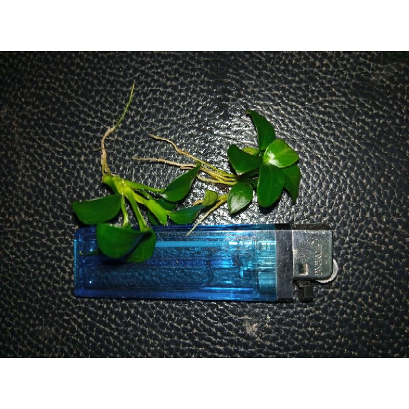 Tanaman air aquascape anubias petit petite satuan