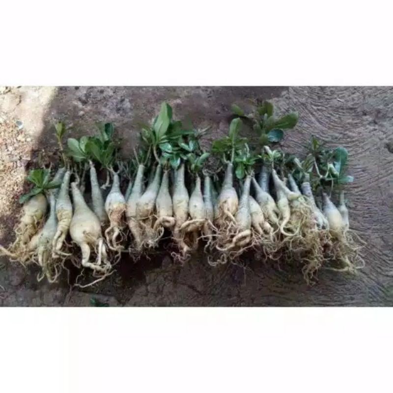 tanaman hias_adenium kamboja/adenium kamboja putih fanta