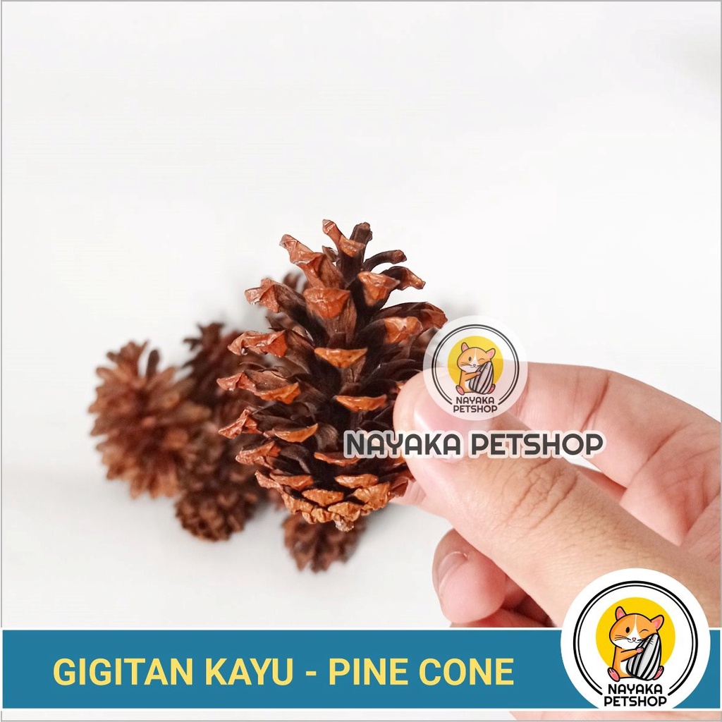 Gigitan Hamster Alami Kayu Biji Pinus Pine Cone Gnawing Wood Natural Asah Gigi Hamster Dental Care