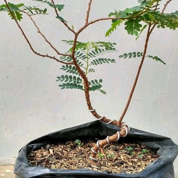bahan bonsai sudah gerak dasar Tamarindus indica / asem jawa dari biji