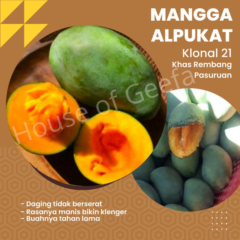 

Mangga Alpukat - Mangga Klonal 21- Mangga Alpukat Super - Mangga Gadung - Mangga Manis - Mangga Alpukat Pasuruan - Mangga Alpukat Oro-Oro Rombo Rembang - House of Geefa