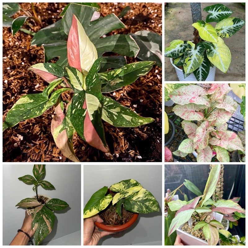 paket hemat 6 bonggol tanaman hias syngonium/bibit bonggol