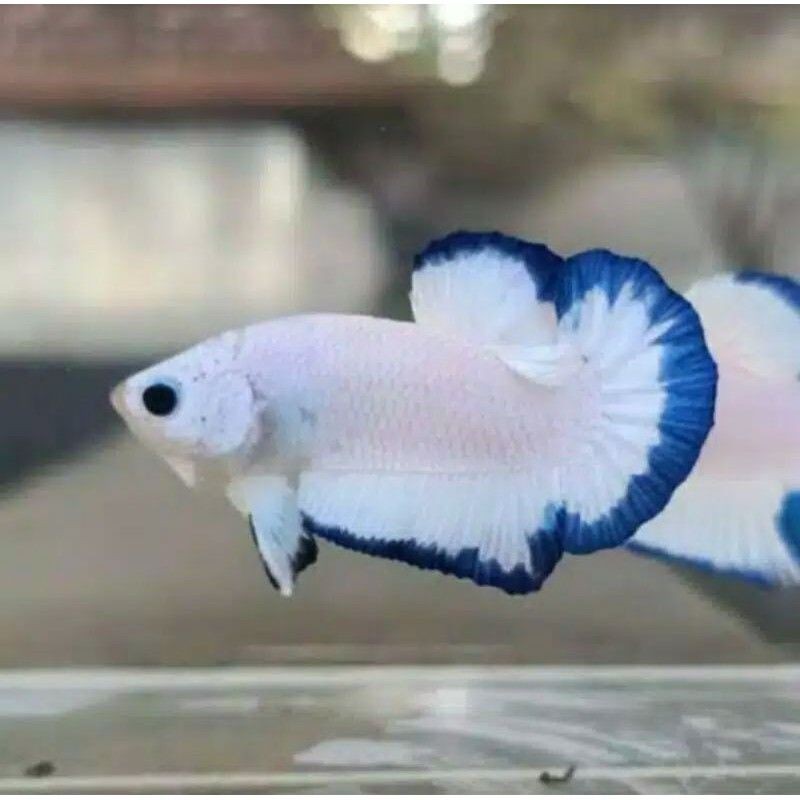 cupang blue rim line ori Thailand