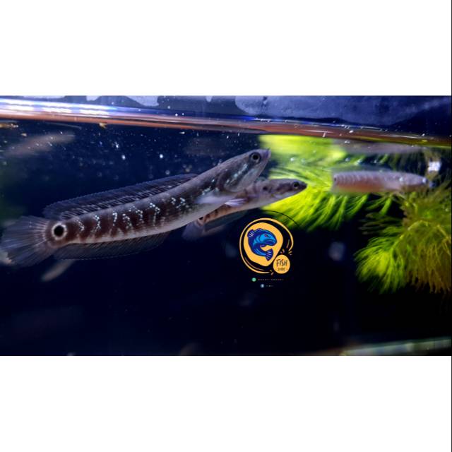 channa ASIATICA WHITE SPOT PURE