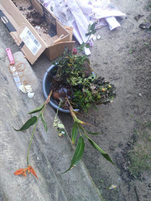 Tanaman Hias Bunga Mona Lavender