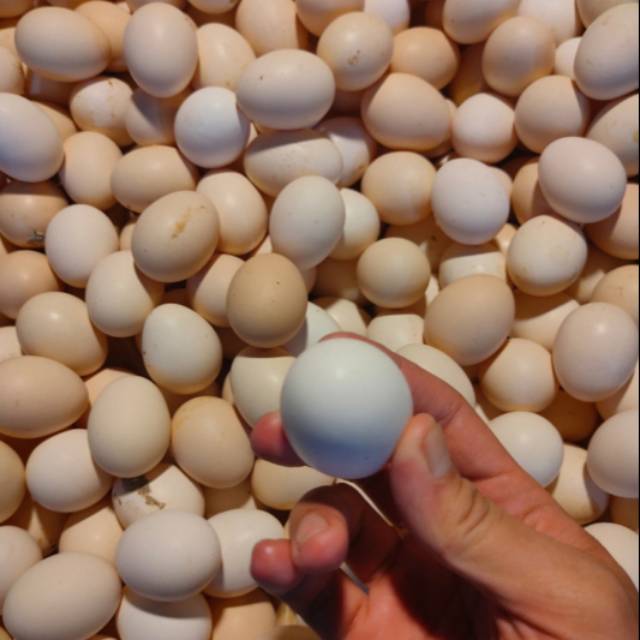 

TELUR AYAM KAMPUNG FRESH