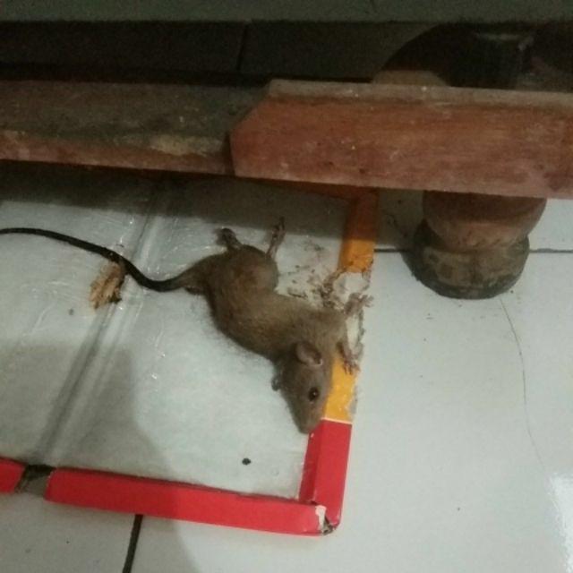 Lem Perangkap Tikus Cap Gajah - Jebakan Tikus - Buku/papan Termurah