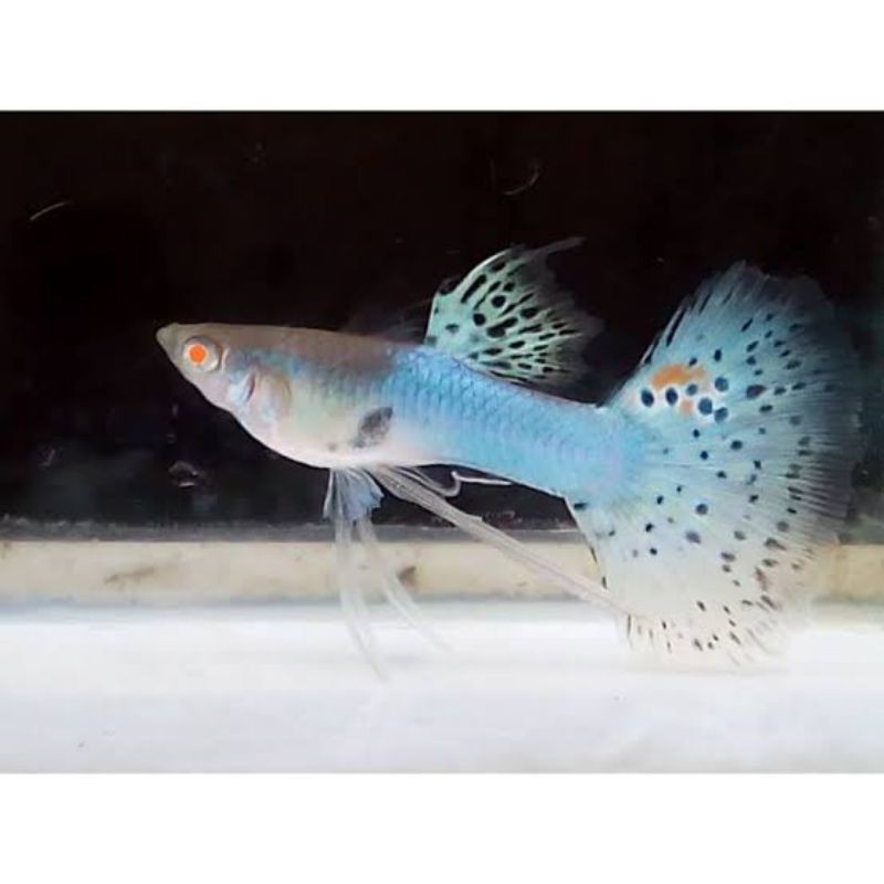 Ikan Hias Guppy Albino Japan Blue Mozaik Perpasang