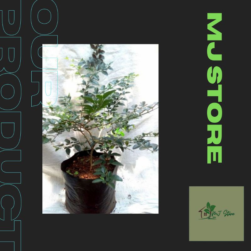 Bibit jeruk kingkit bahan bonsai tanaman herbal