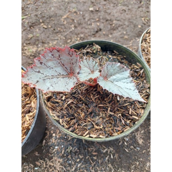 Begonia Rex Silver