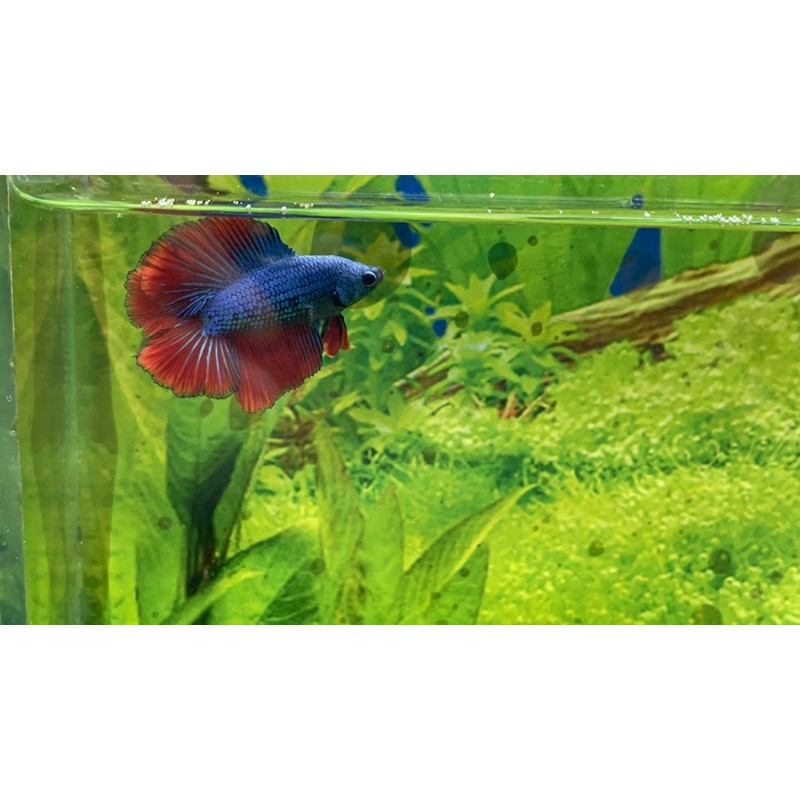 Ikan Cupang Hias DTHM Double tail Halfmoon size M jantan