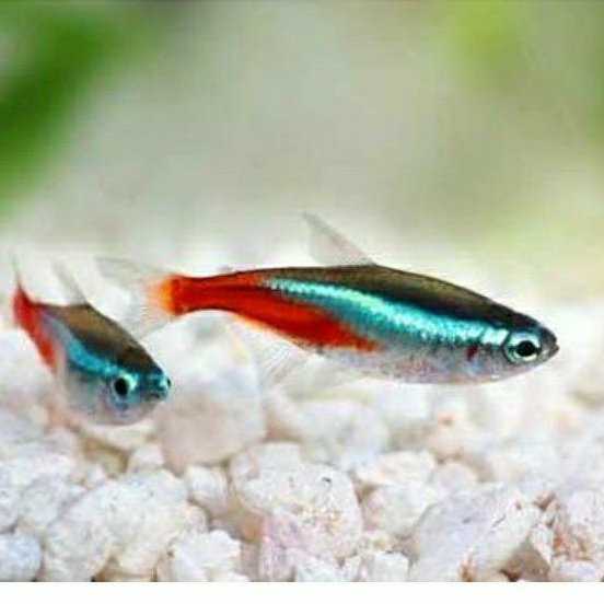 Ikan Cardinal Tetra Aquascape