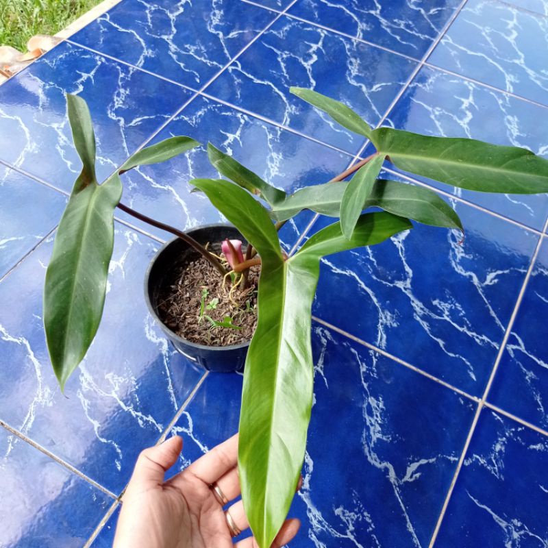 philodendron mexicanum