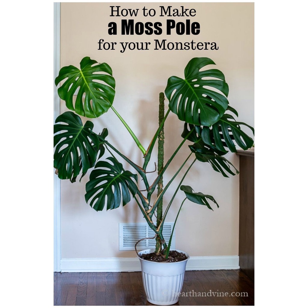 turus lumut penyangga tanaman 1 meter