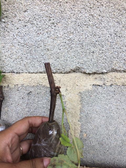 Tanaman Anggur Merah