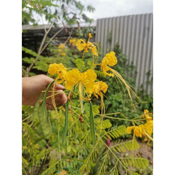 Tanaman bunga kembang merak kuning / Caesalpinia pulcherrima yellow ( pakan lebah, klanceng dan trig