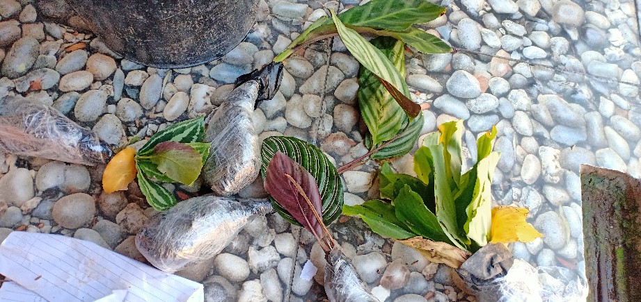 Tanaman Hias Calathea Sentosa